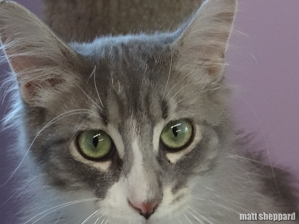 James River Humane Society Open House May 17, 2014